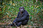 common chimpanzee