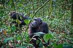 common chimpanzees