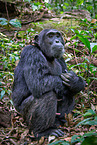 common chimpanzee