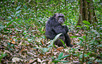 common chimpanzee