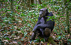 common chimpanzee