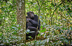 common chimpanzee