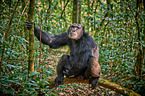 common chimpanzee