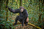 common chimpanzee