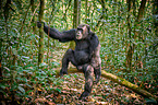 common chimpanzee