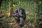 common chimpanzee