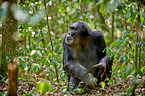 common chimpanzee