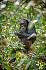 common chimpanzee