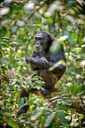 common chimpanzee