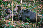 common chimpanzees