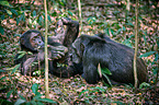 common chimpanzees