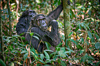 common chimpanzees