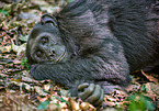 common chimpanzee