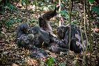 common chimpanzees