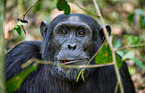 common chimpanzee