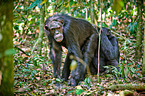 common chimpanzees