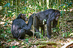 common chimpanzees