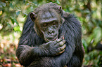 common chimpanzee