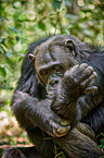 common chimpanzee