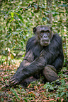 common chimpanzee