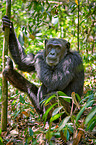 common chimpanzee