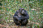 common chimpanzee