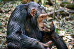 common chimpanzee