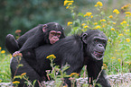common chimpanzees