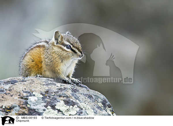 Streifenhrnchen / Chipmunk / MBS-08193