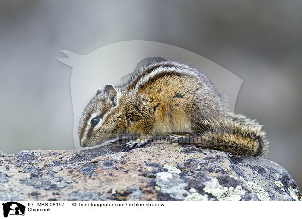 Streifenhrnchen / Chipmunk / MBS-08197