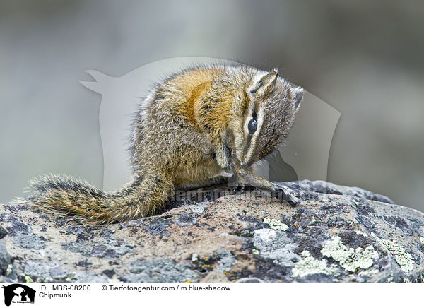 Streifenhrnchen / Chipmunk / MBS-08200