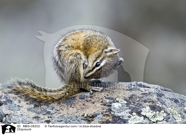 Streifenhrnchen / Chipmunk / MBS-08202