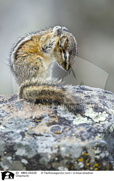 Streifenhrnchen / Chipmunk / MBS-08206