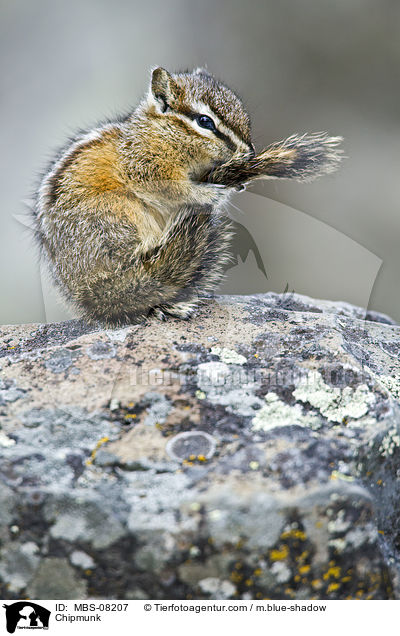 Streifenhrnchen / Chipmunk / MBS-08207