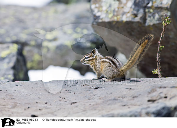 Streifenhrnchen / Chipmunk / MBS-08213