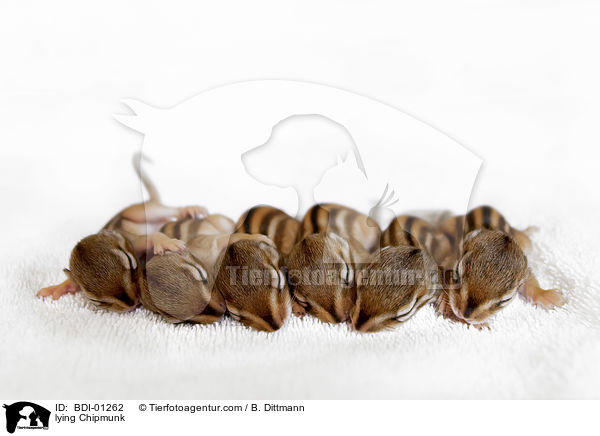 lying Chipmunk / BDI-01262