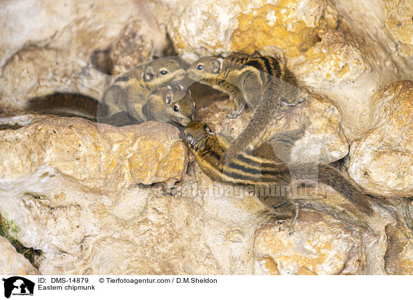 Streifen-Backenhrnchen / Eastern chipmunk / DMS-14879