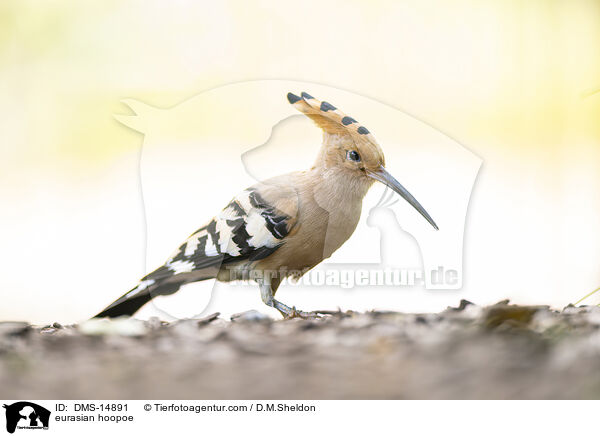 eurasian hoopoe / DMS-14891