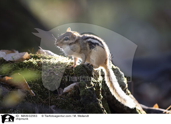 chipmunk / MAW-02563