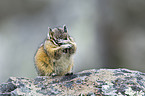 Chipmunk