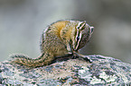 Chipmunk