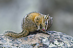 Chipmunk