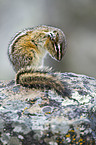 Chipmunk