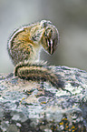 Chipmunk