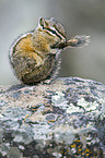 Chipmunk