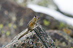 Chipmunk