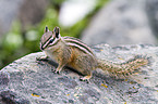 Chipmunk