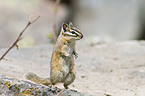 Chipmunk