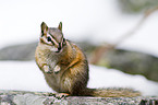 Chipmunk