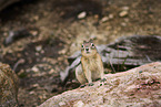 Chipmunk